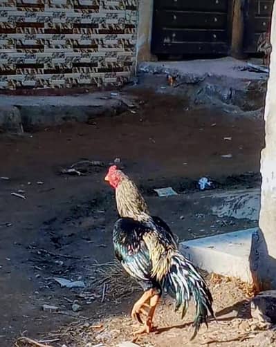 Aseel Java murga for sale. ~ Murga [Chakri Road] Pr mojud ha.