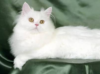 cat for sale axchange possible with pet's. . . .