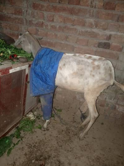 4 dant berberi cross bakri