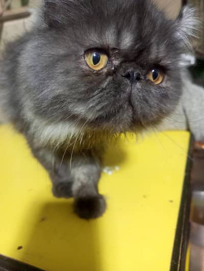 Purssian cat piki face urgent for sale 03004060232