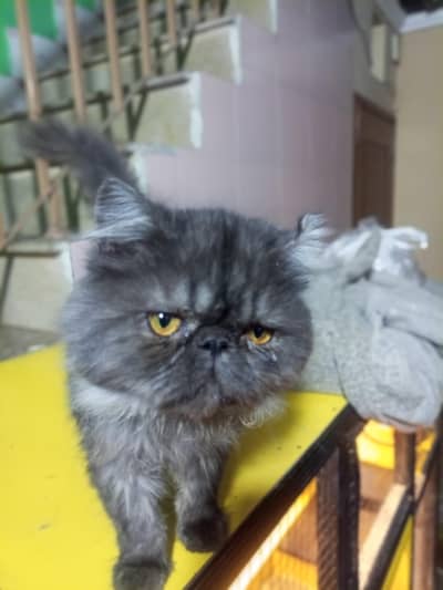 Purssian cat piki face urgent for sale 03004060232