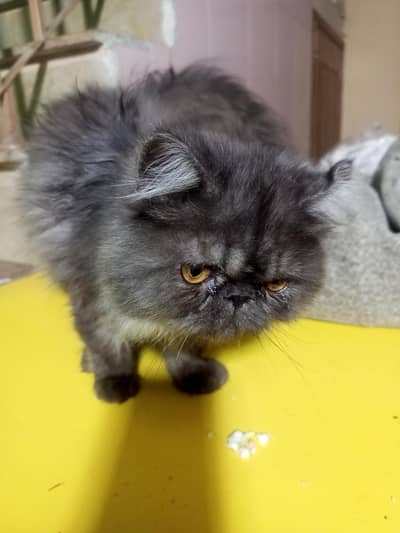 peki/ peki/ piki face urgent for sale 03004060232