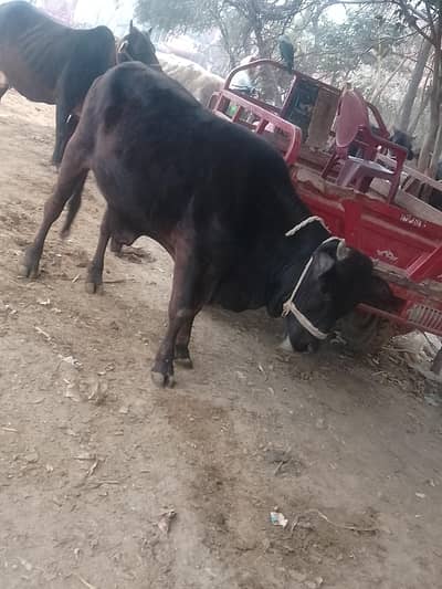 وچھا بیچنا ہے