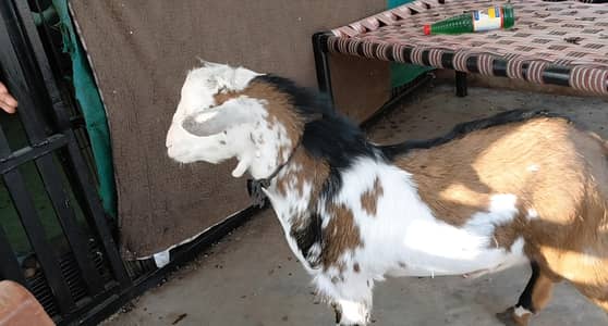 Nigerian dwarf  male