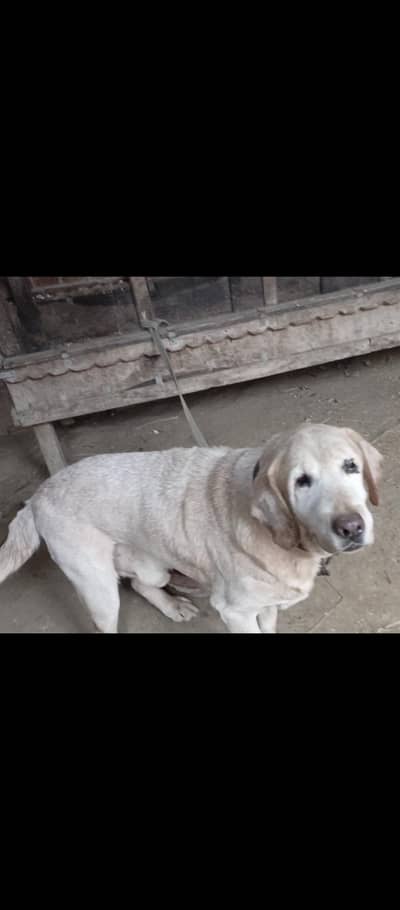 British hi dono full trained