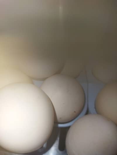 organic desi eggs 03465373155