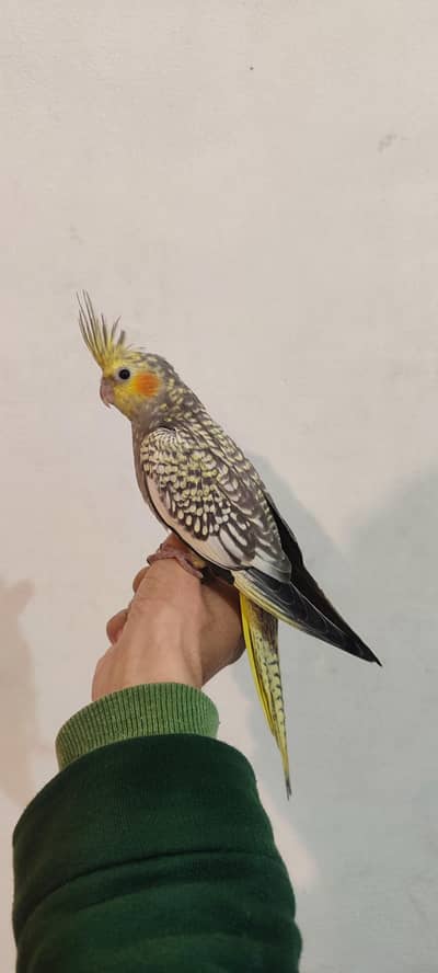 TAMED pearl cockatiel & Redeyes Opaline Roseicollis Lovebird pathay