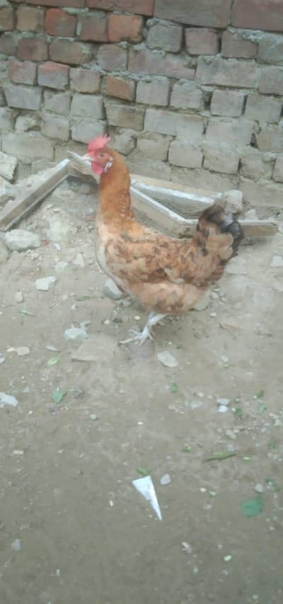 lohman brown egg lay