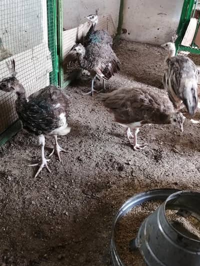 Green Java chicks for sale 03478614132 call whatsap