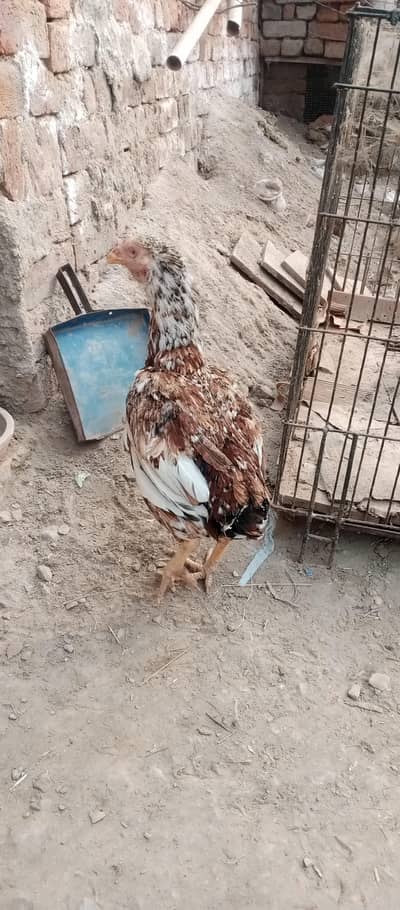 healthy and active birds