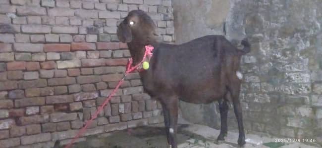 1bakri3bachay 2female 1male