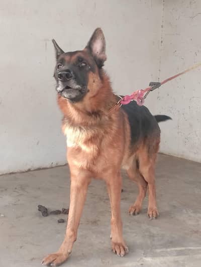Gsd for sale , confirm stud