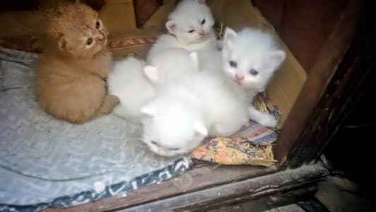 munasub price pure whait healthy active kids