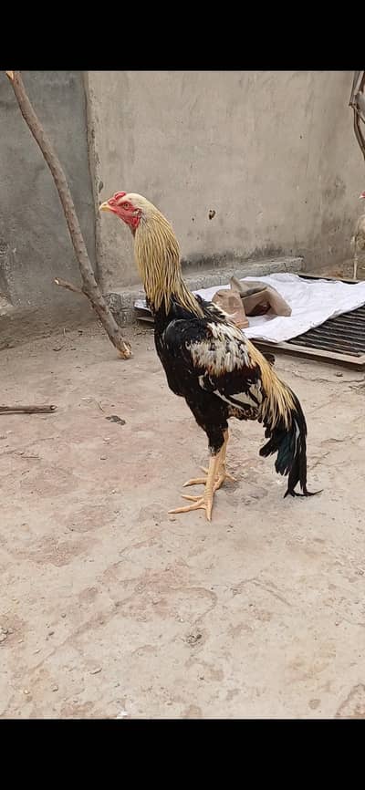 patha fr sale. home breed se. ha