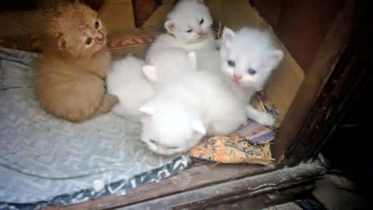 munasub price. . pure triple coted. . pure whait