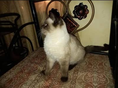 HIMALAYAN MALE KITTEN