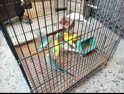 Australian parrot # 5 female #3 Mel