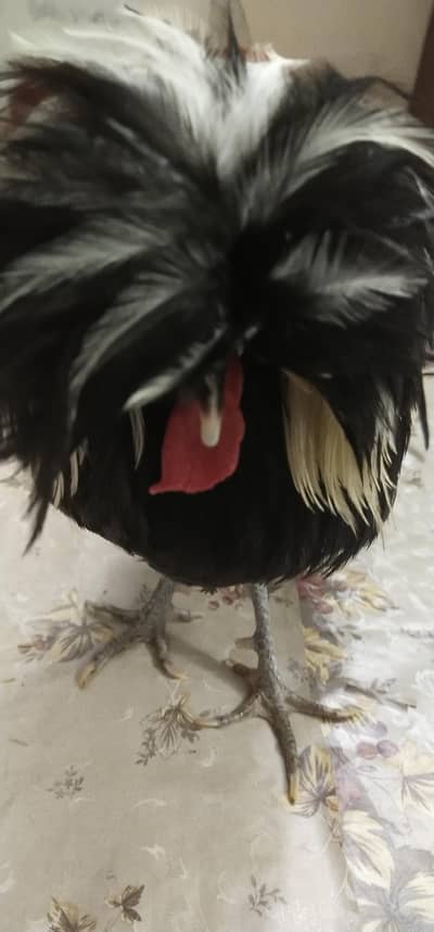 Chichawatni polish hen