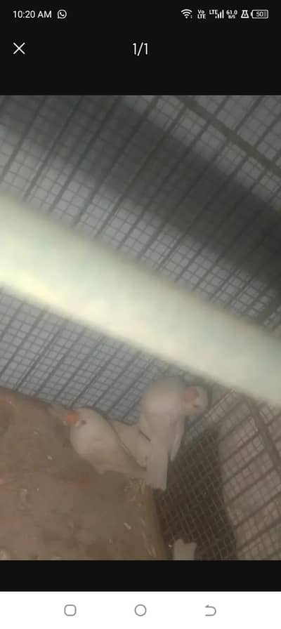 zebra finch ki ek female available 600 final hai bro white hai