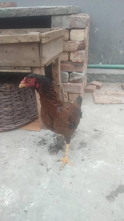 maa b sath bachay. 2 hai feemail. 3 sa 4 mah k hai. 03244900844