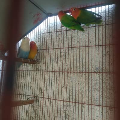 bhjes,finches,love birds,,Goldein