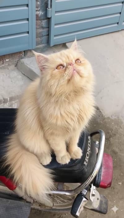 Piki Face male cat Peke male available