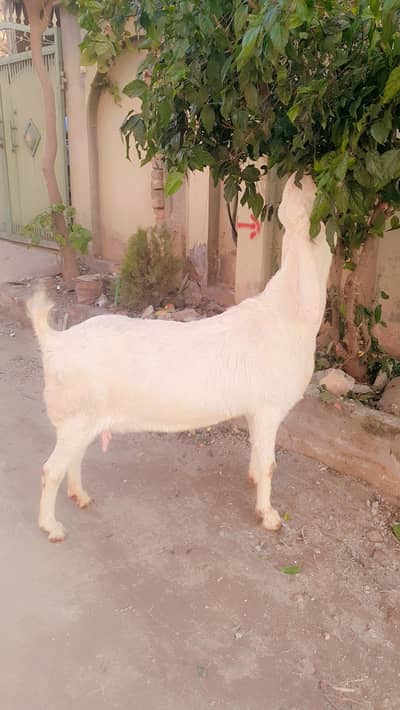 rajanpuri bakri