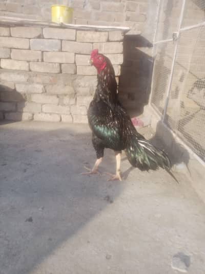masallah quality birds for sale