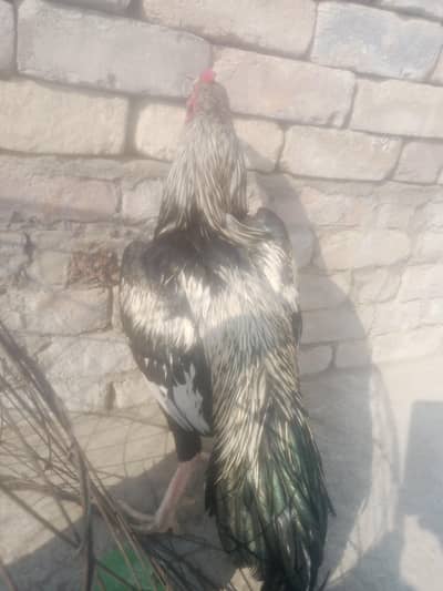 masallah quality birds for sale