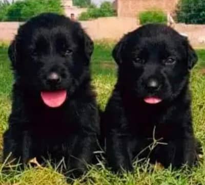black german shepherd| Puppy | | Dog for sale | Long coat