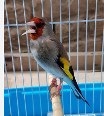 SAIRA SINGING (0333-7940701)