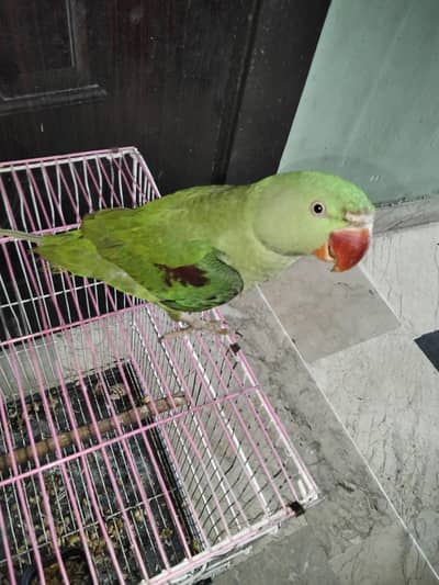 raw parrot for sale