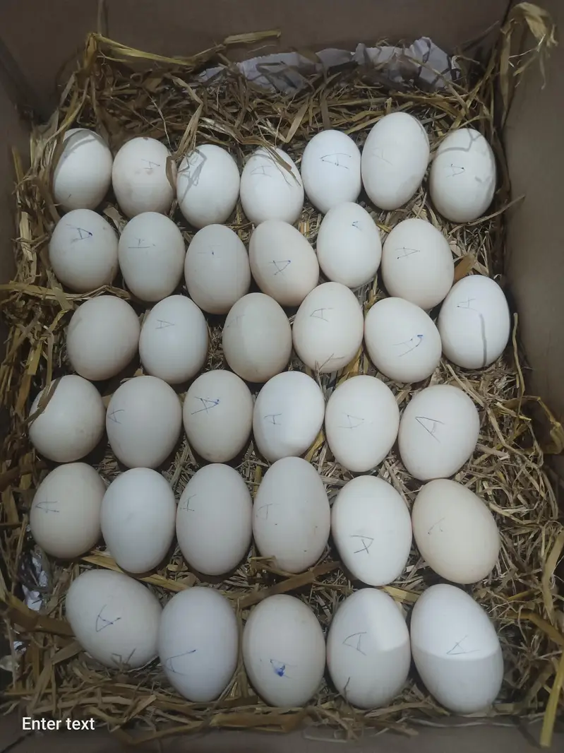 Australop ,RiR Fertile Egg {03224535024}
