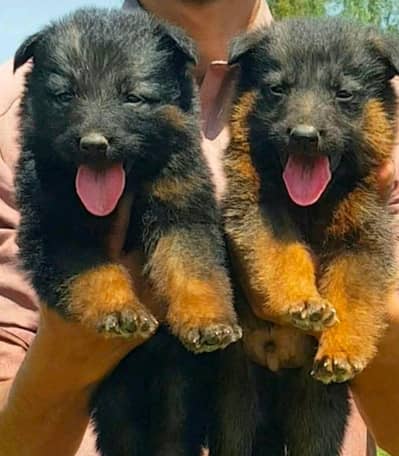 german shepherd dog | Puppy | Dog for sale | Long coat
