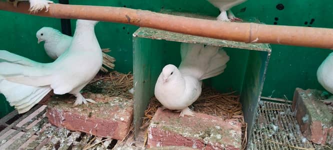 4 pair pigeon and  birds cage big