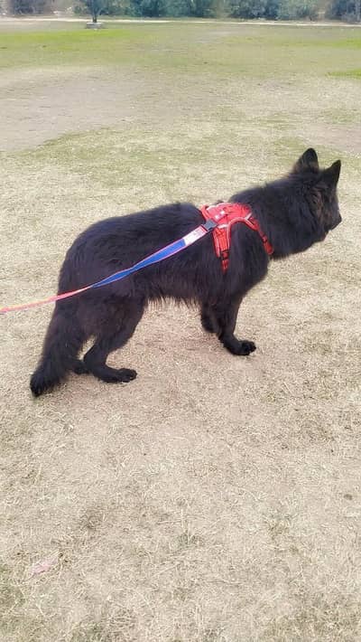 03154512521  non Pedigree havi Bond structure