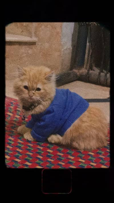 Persian triple coat male short tail
