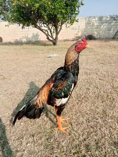 Aseel pathy for sale. whtspp. 0310-8371845