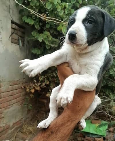 bully puppy available for sale