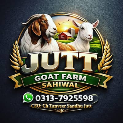 *Makhi Cheena|beetal Bakra|Pure Nagra Goat| بکرا|rajanpuri bakra*