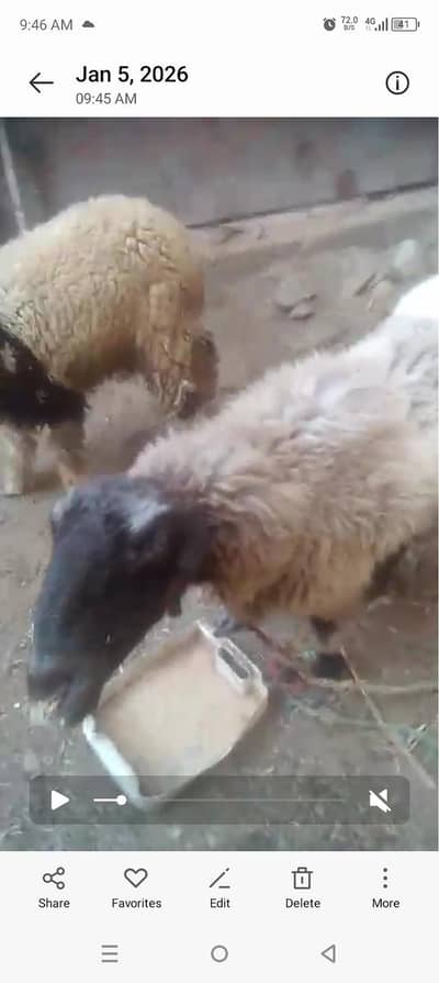 sheep with male baby for sell