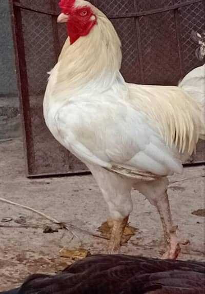 Aseel Mianwali Breeder Pair