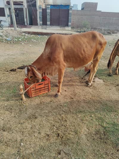 sahiwal cros cow