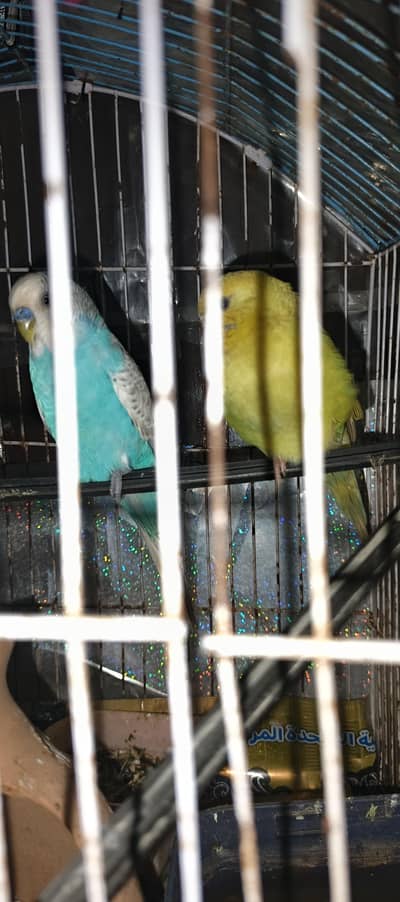 bajari parrot love bird sale