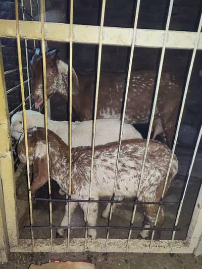 Dedi Goat with 2 kids