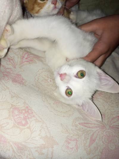 Persian dubble coated pair