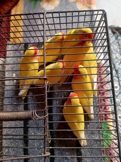 full breedar jore hai