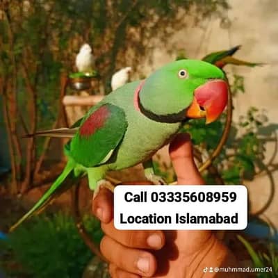 Hand Tamed  Full Friendly Kashmiri Raw Male Parrot