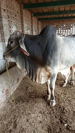 Bull | Wcha | Barhamn Bull | Brhamn Cross | Bull / Wcha For Sale