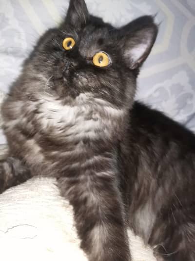 Cat Available For New Home